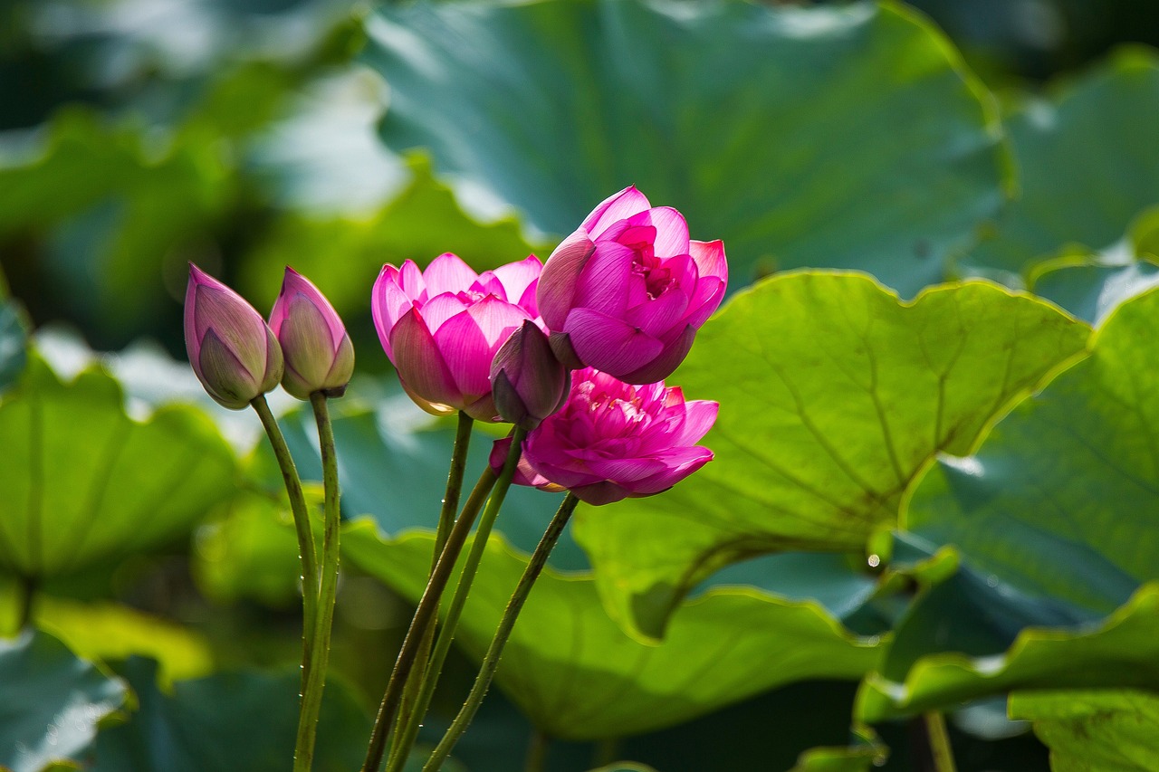 Lotus Flowers Buds Free photo on Pixabay