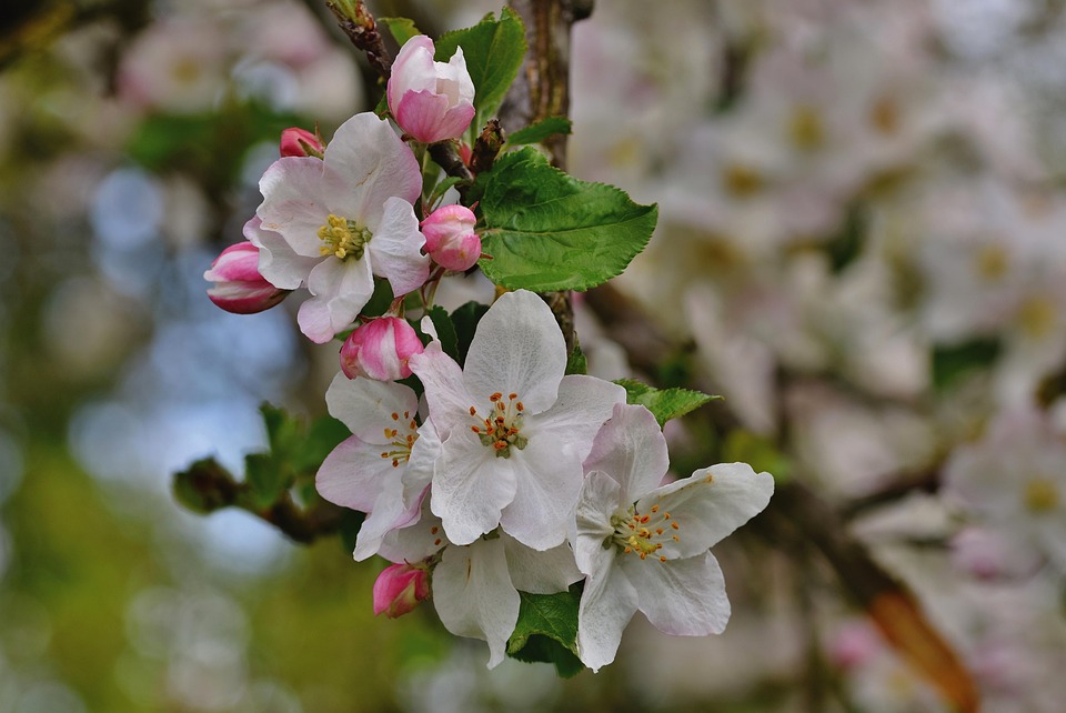 Apple Already Working on iOS 19, visionOS 3 and More - News Directory 3