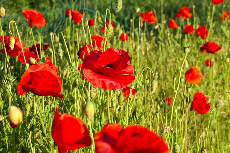 Coquelicots Fleurs Jardin - Photo gratuite sur Pixabay - Pixabay