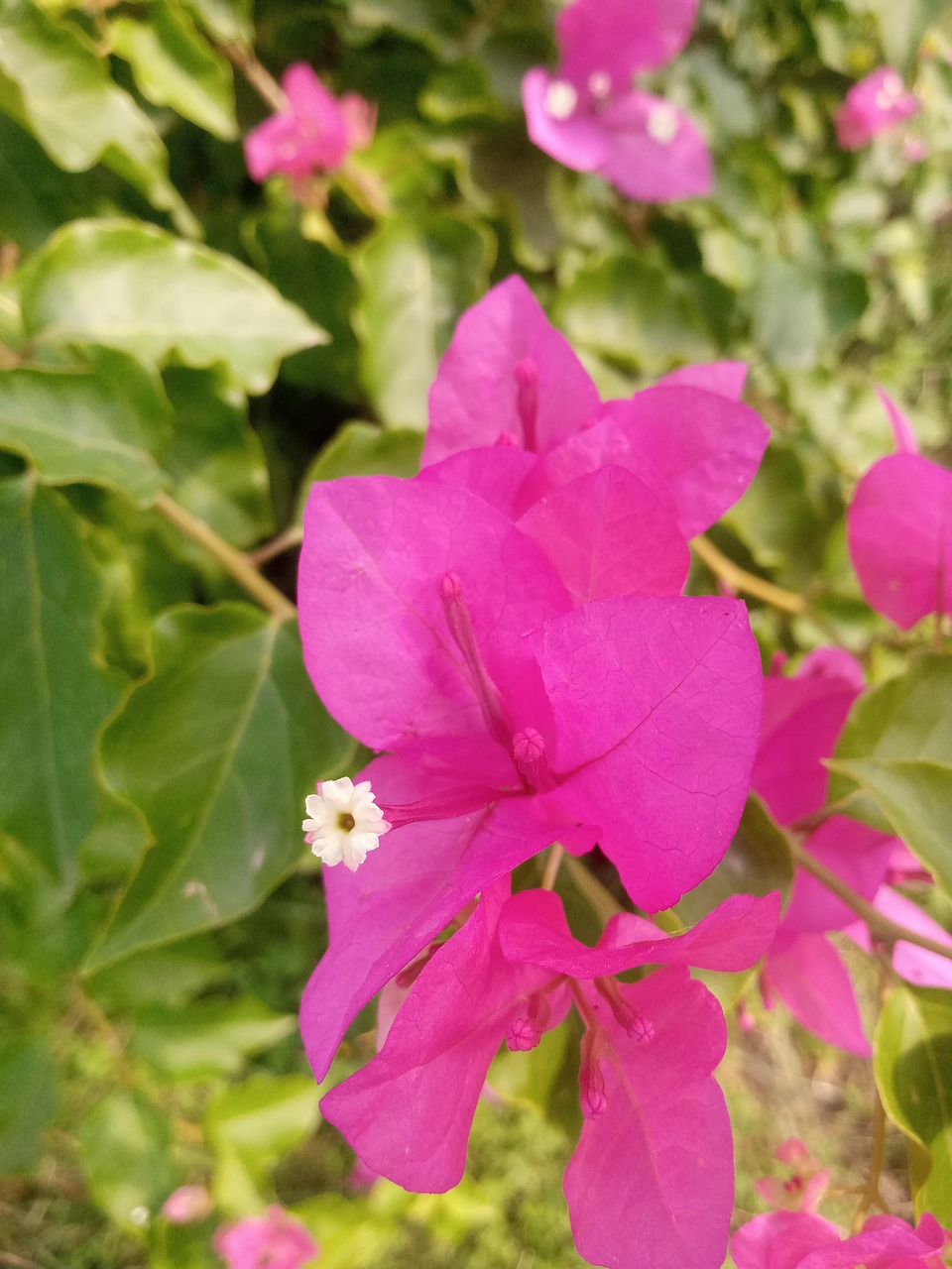 Pakistan Blume Garten - Kostenloses Foto auf Pixabay - Pixabay