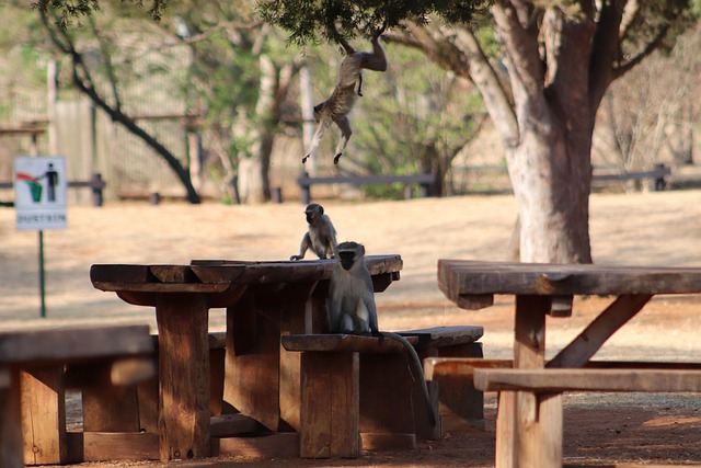 Free Monkeys Park photo and picture