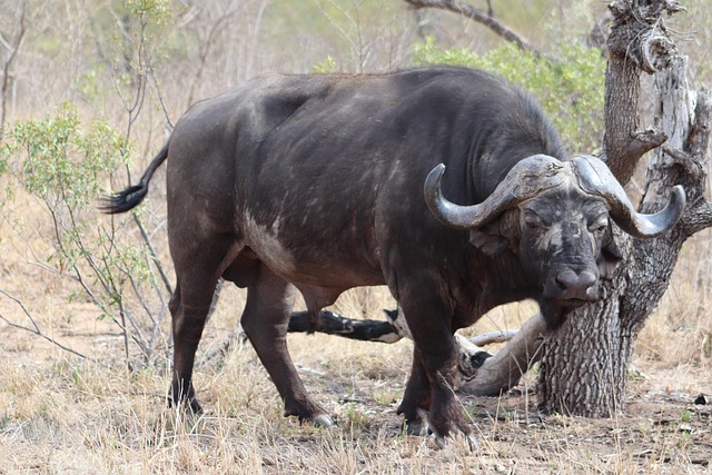 Free Buffalo Animal photo and picture