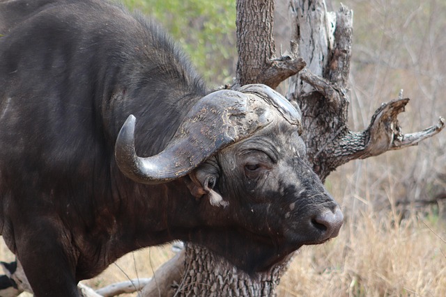 Free Buffalo Animal photo and picture