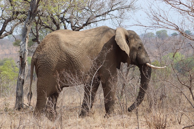 Free Elephant Animal photo and picture