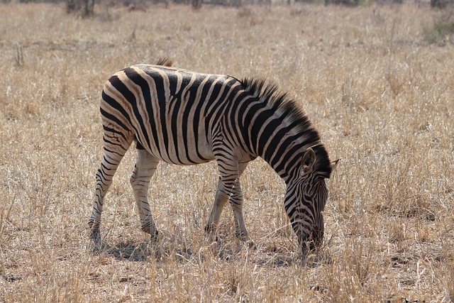 Free Zebra Animal photo and picture