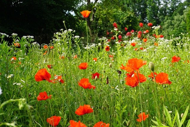 Coquelicots Fleurs Jardin - Photo gratuite sur Pixabay - Pixabay