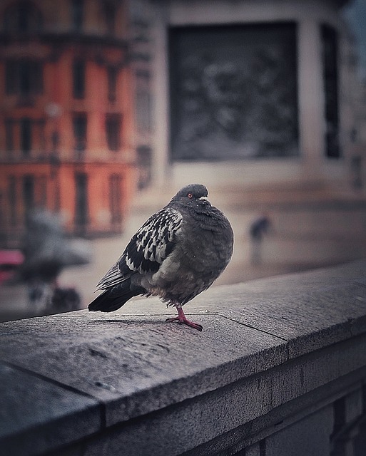 Free Pigeon Dove photo and picture