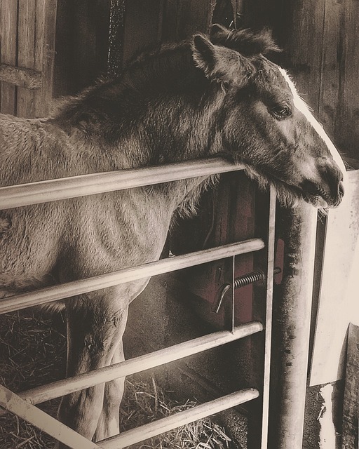 Free Thoughtful Foal photo and picture