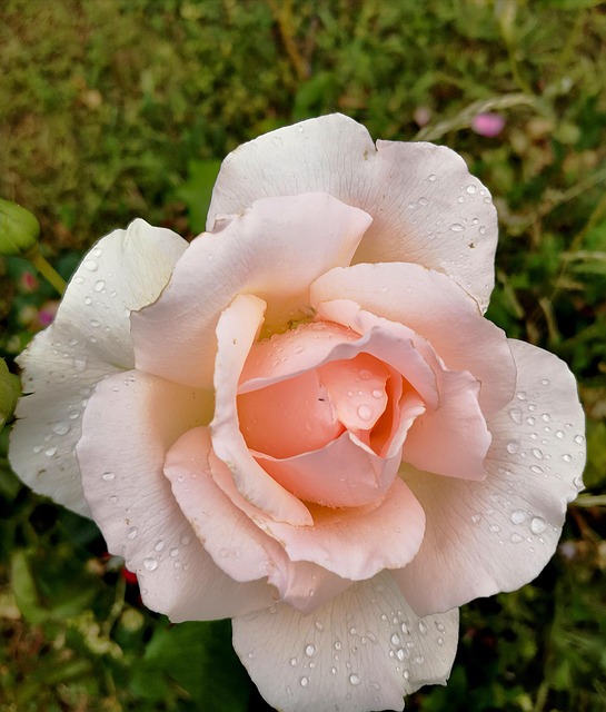Free Pink Spring photo and picture