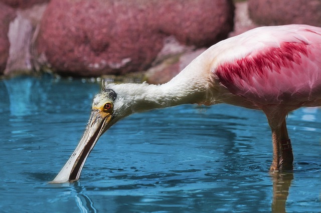 Free Spoonbill Bird photo and picture