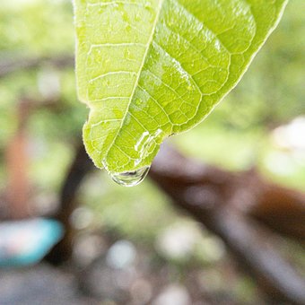 Free Leaf Dew photo and picture