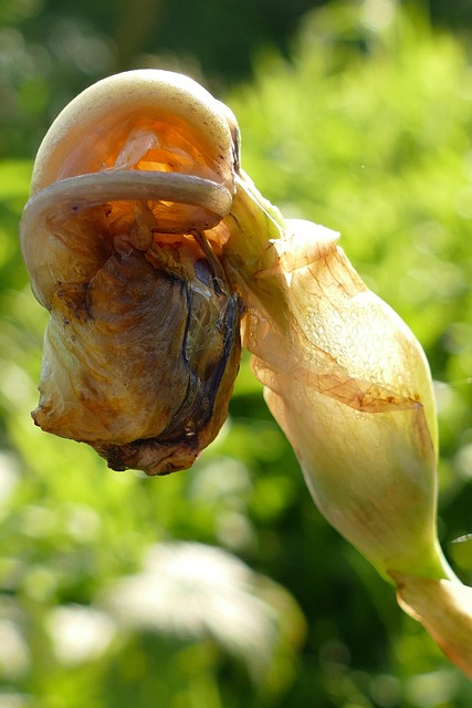 Free Iris Lis photo and picture