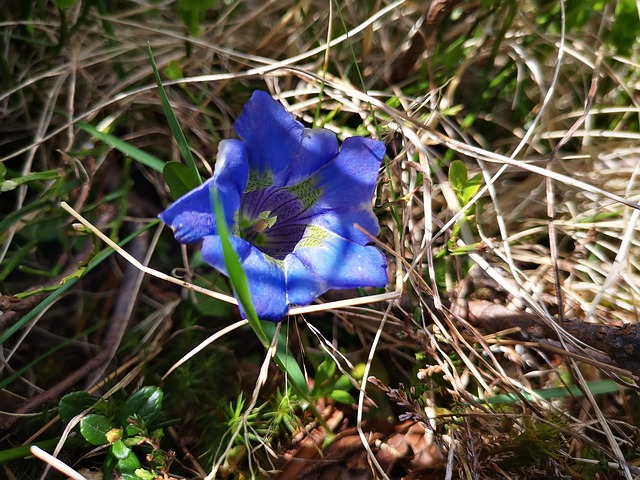 Free Gentian Styria photo and picture