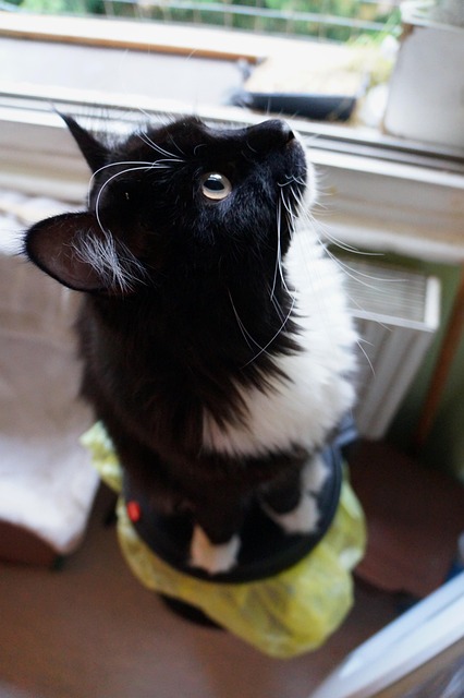 Free Cat Domestic Animal photo and picture