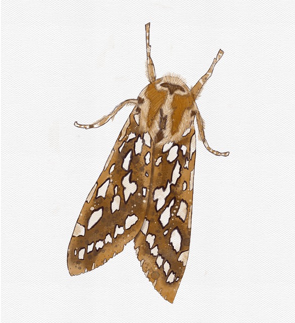 Free silver-spotted tiger moth moth watercolor illustration