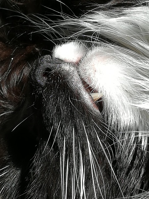Free Cat Domestic Animal photo and picture