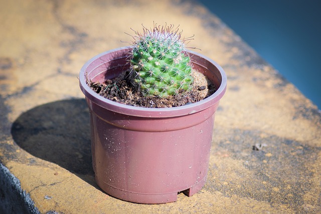 Free Cactus Plant photo and picture