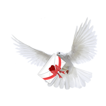 Free Pigeon Dove illustration and picture