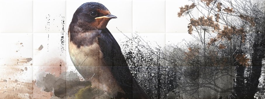 Free Bird Animal photo and picture
