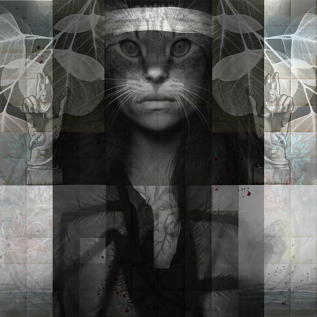 Free Cat Spider photo and picture