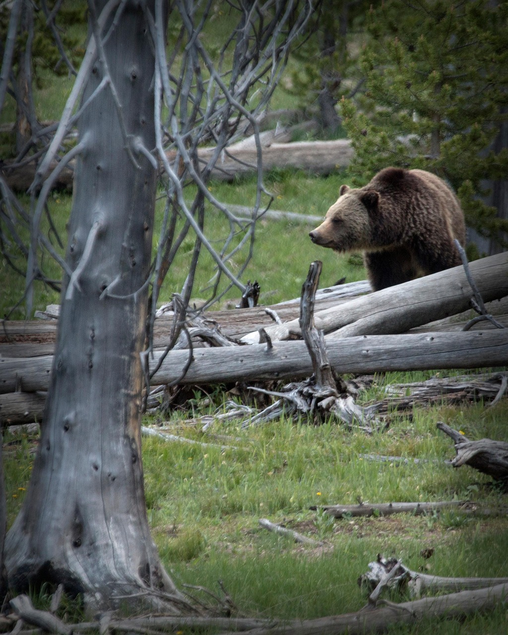 Grizzly Bear Wildlife Brown Free photo