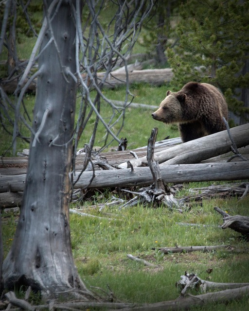 Free Grizzly Bear photo and picture