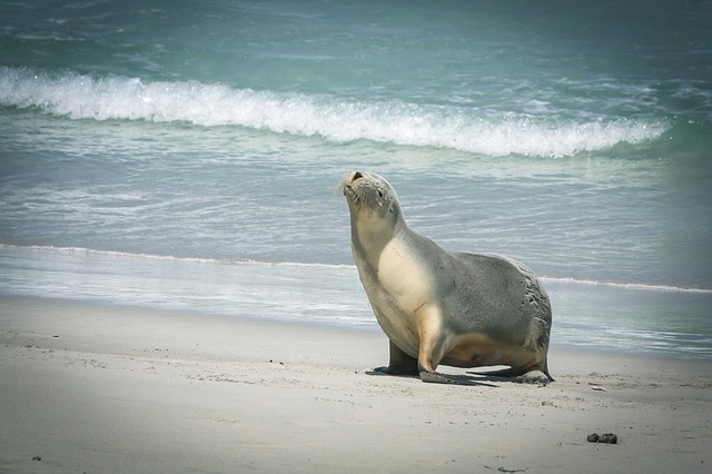 Free Baby Seal Seal photo and picture