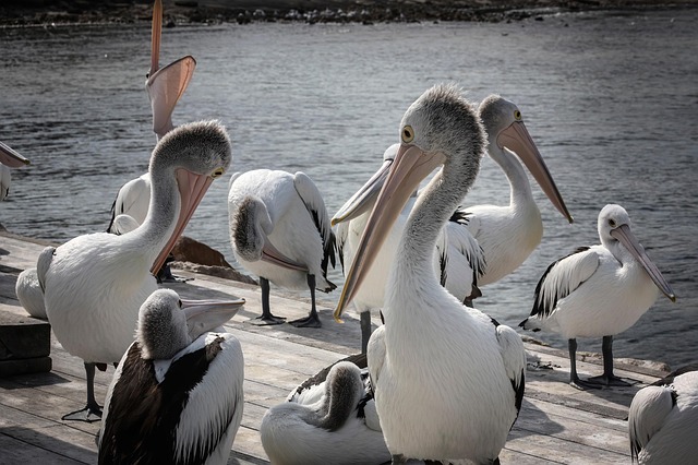 Free Pelicans Birds photo and picture