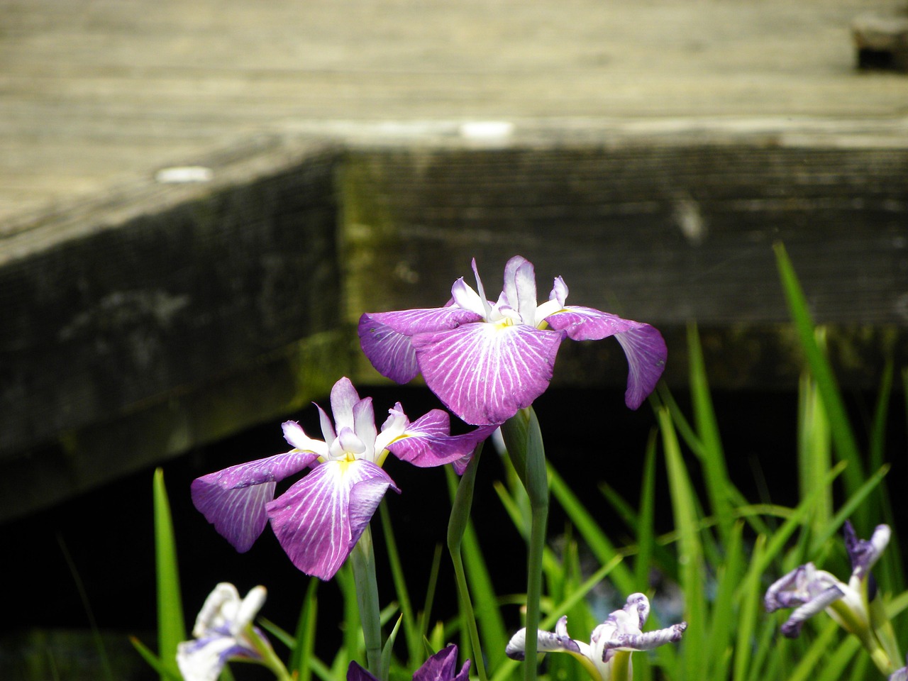 Irius Ris Iris Íris Flores - Foto gratuita no Pixabay - Pixabay