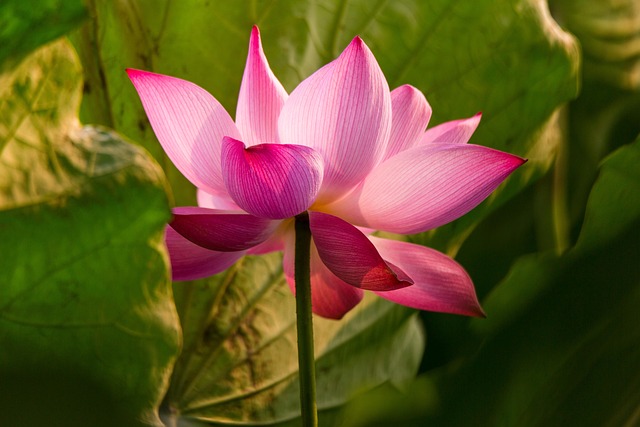 Loto Flor Planta - Foto gratis en Pixabay - Pixabay