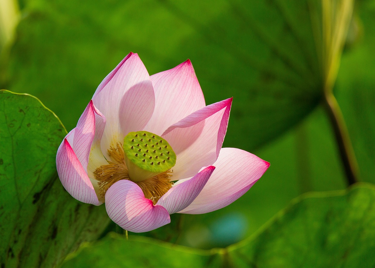 Lotus Pod