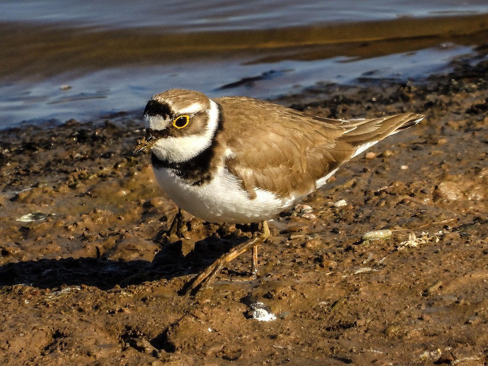 Little Ringed Plover Bird - Free photo on Pixabay - Pixabay