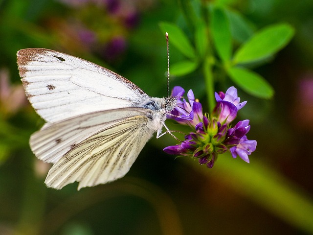 White Beautiful Insect White Butterfly Insect - Free photo on Pixabay - Pixabay