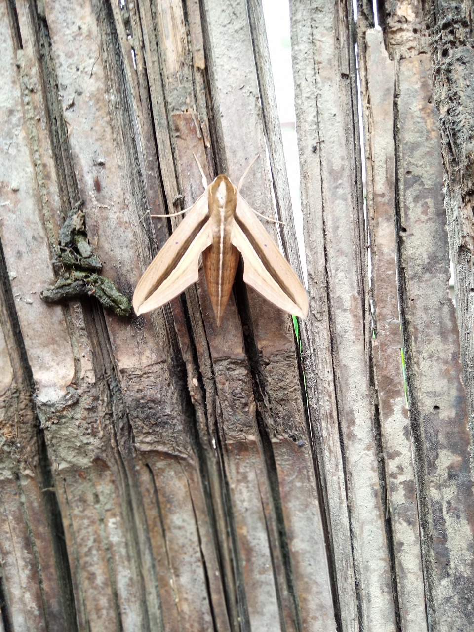 Thehra Insect Theretra Silhetensis India Insects - Free photo on Pixabay - Pixabay