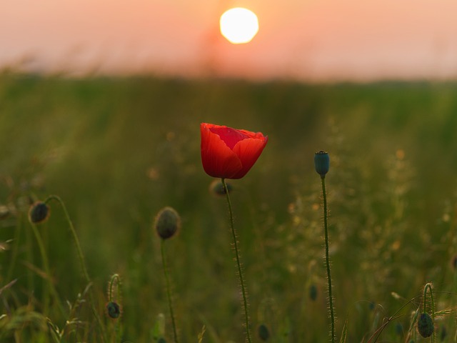 Free Poppy Flower photo and picture
