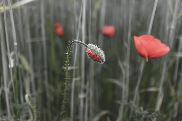 Free Poppies Flowers photo and picture