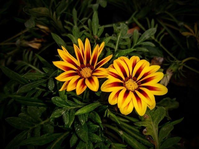 Flor, Natureza, Primavera, Florescer