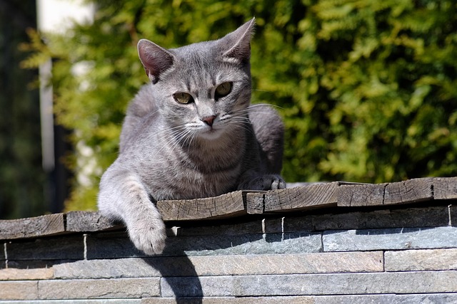 Free Cat Kitten photo and picture
