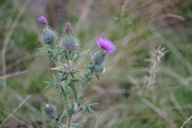 Free Flowers Thistles photo and picture