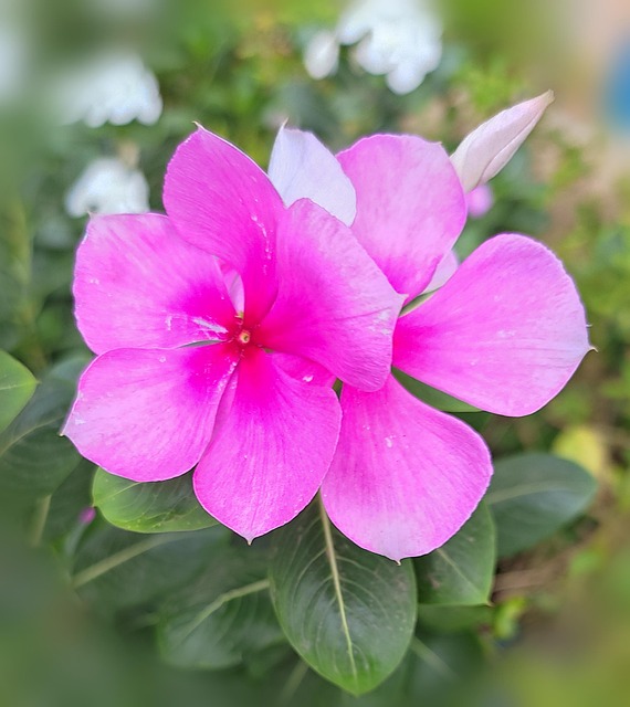 Blume, Blütenblätter, Blätter, Laub