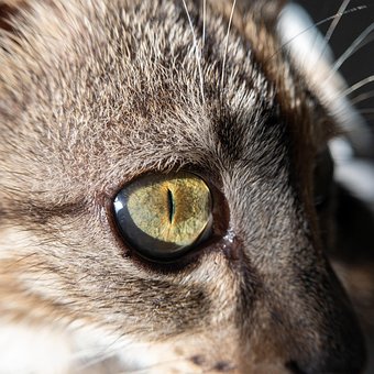 Free Cat Feline photo and picture