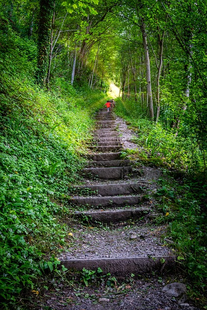 Steps Forest Trees - Free photo on Pixabay - Pixabay
