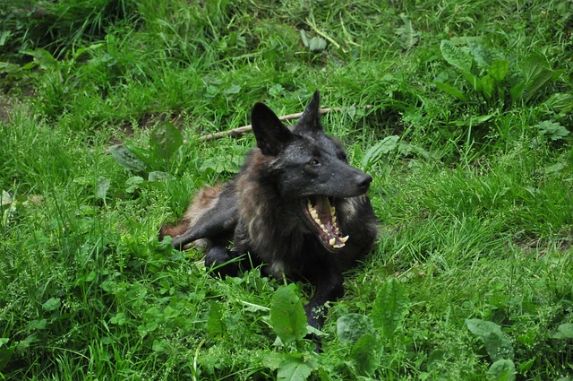 Free Timberwolf Wolf photo and picture
