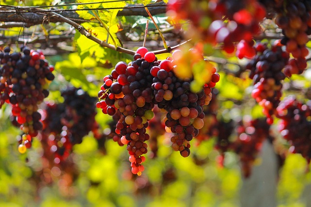 Free Grapes Fruits photo and picture