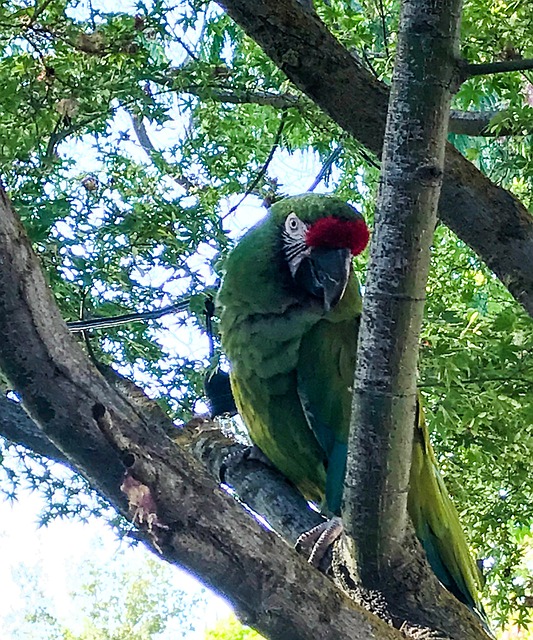 Free Parrot Bird photo and picture