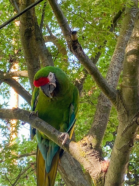 Free Parrot Bird photo and picture