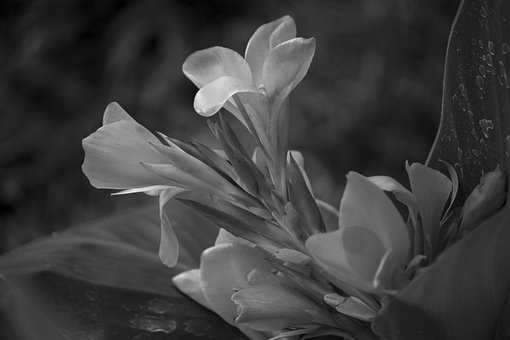 Stacy9190 Pixabay