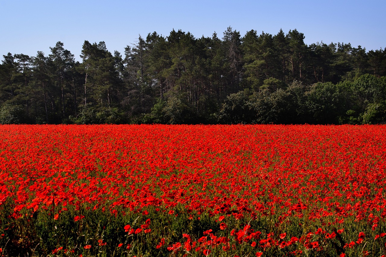 Coquelicots Fleurs Jardin - Photo gratuite sur Pixabay - Pixabay
