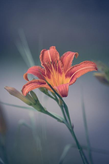 Free Daylily Flower photo and picture