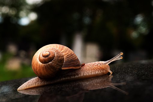 Free Snail Shell photo and picture